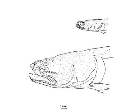 Image of Typhlogobius