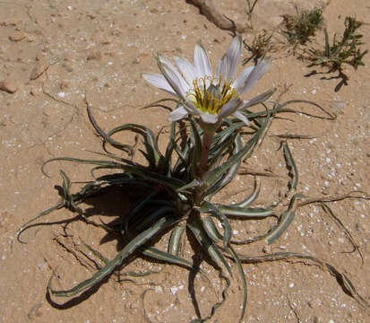 Image of Tragopogon collinus DC.