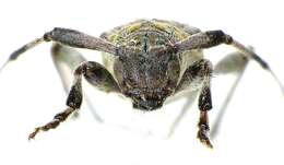 Image of Acanthocinus griseus (Fabricius 1793)