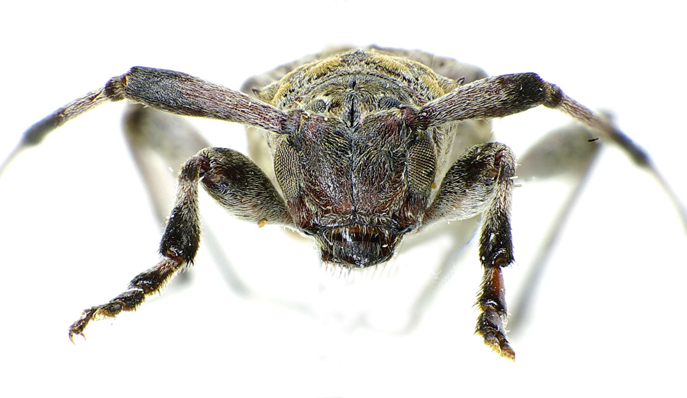 Image of Acanthocinus griseus (Fabricius 1793)