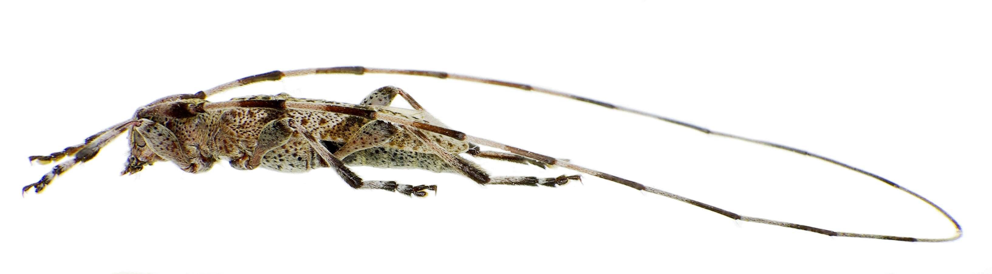 Image of Acanthocinus griseus (Fabricius 1793)