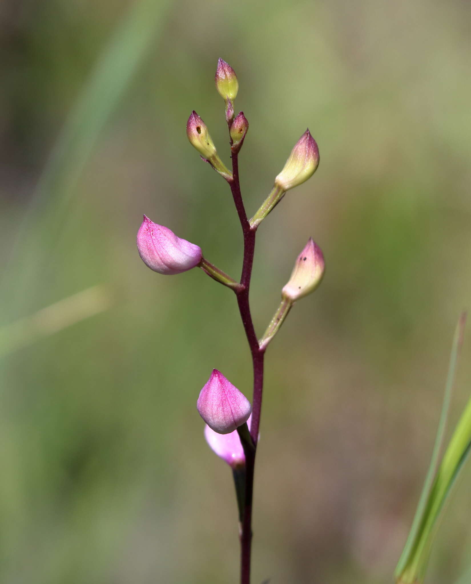 Image of Many-flowered grass-pink orchid