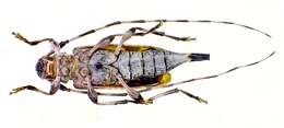 Image of Acanthocinus griseus (Fabricius 1793)