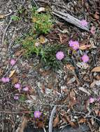 Sivun Brachyscome procumbens G. L. Davis kuva