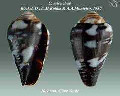 Image de Conus miruchae Röckel, Rolán & Monteiro 1980