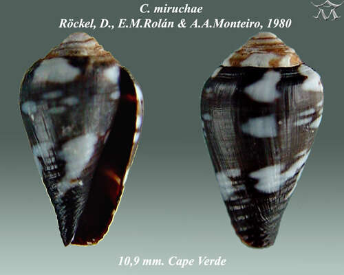 Image de Conus miruchae Röckel, Rolán & Monteiro 1980