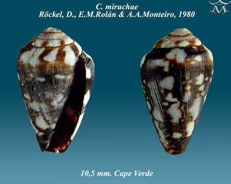 Image of Conus miruchae Röckel, Rolán & Monteiro 1980