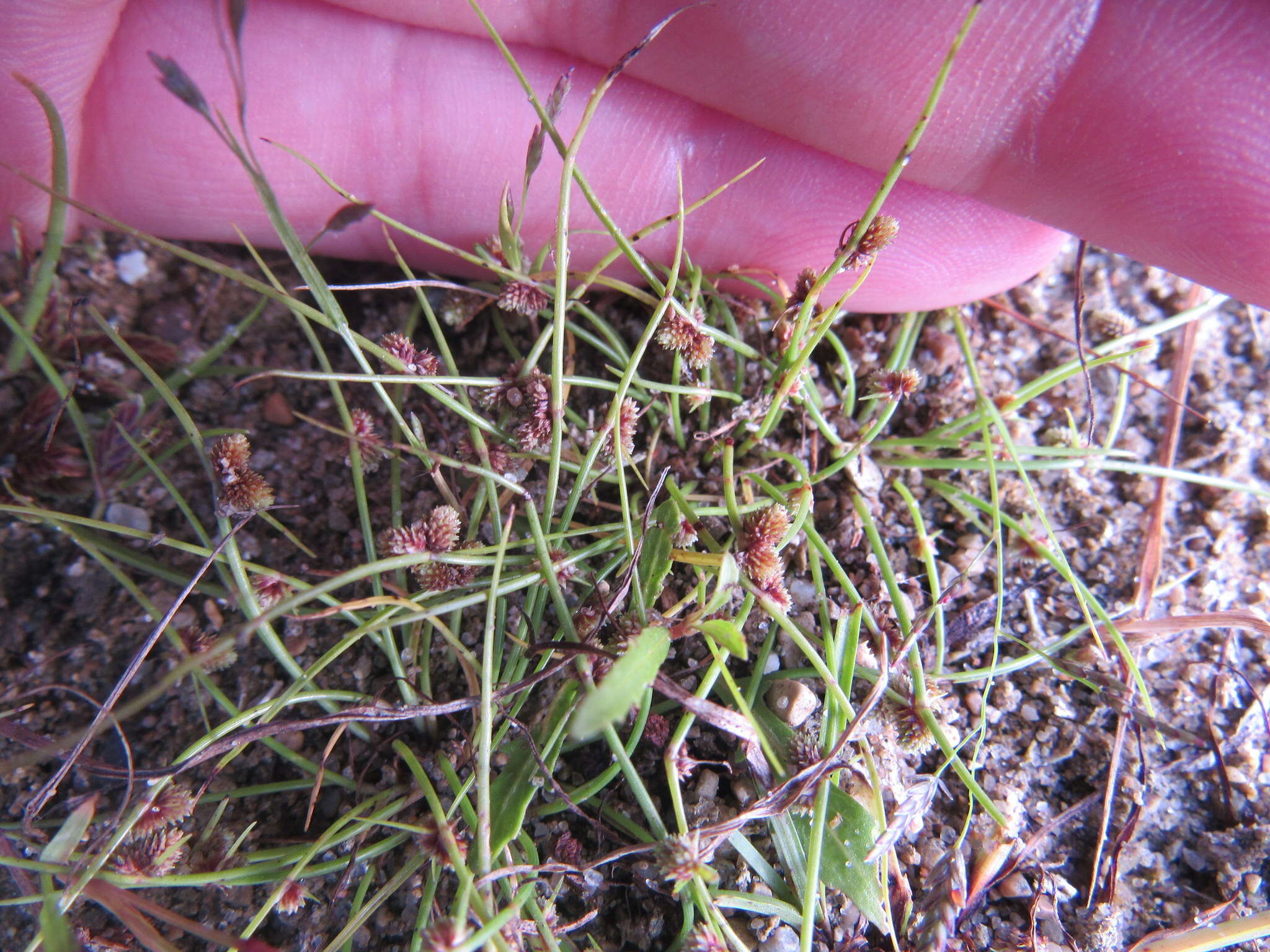 Image of Small-Flower Halfchaff Sedge