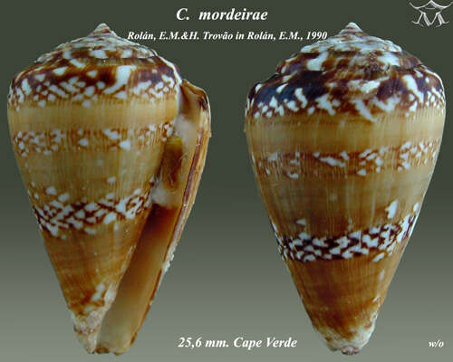 Image de Conus cuneolus Reeve 1843