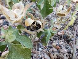 Слика од Ipomoea pubescens Lam.