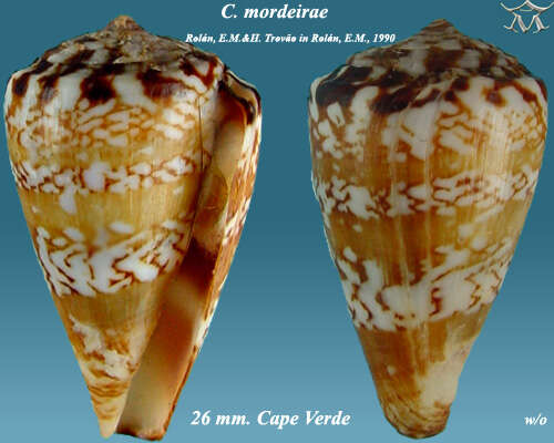 Image of Conus cuneolus Reeve 1843