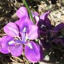 Sivun Iris rossii Baker kuva