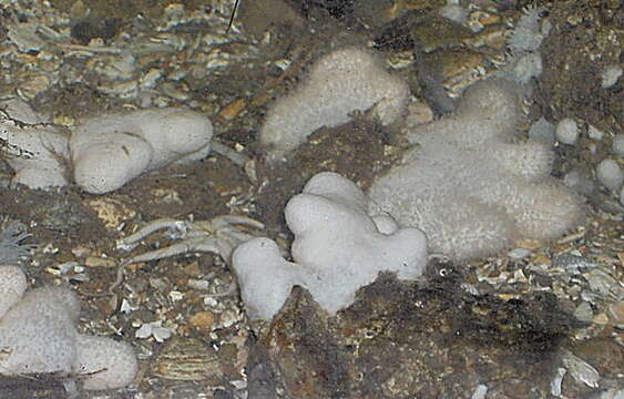 Image of Dead man’s fingers