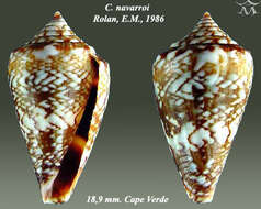 Image of Conus navarroi Rolán 1986