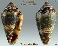 Image of Conus navarroi Rolán 1986