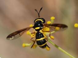 Image of Ceriana vespiformis (Latreille 1809)