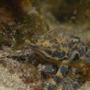 Image of Southern blue-ringed octopus