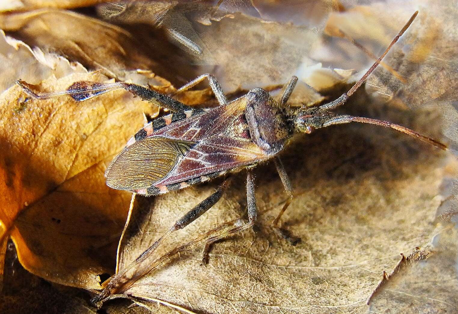 Image of Pine Seed Bug