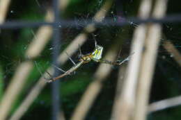 Image of Leucauge venusta (Walckenaer 1841)