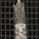 Lophothoracia omphalella Hampson 1901 resmi