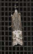 Lophothoracia omphalella Hampson 1901 resmi