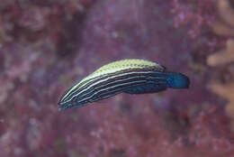 Image of Blacklobe wrasse