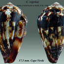 Image of Conus regonae Rolán & Trovão 1990