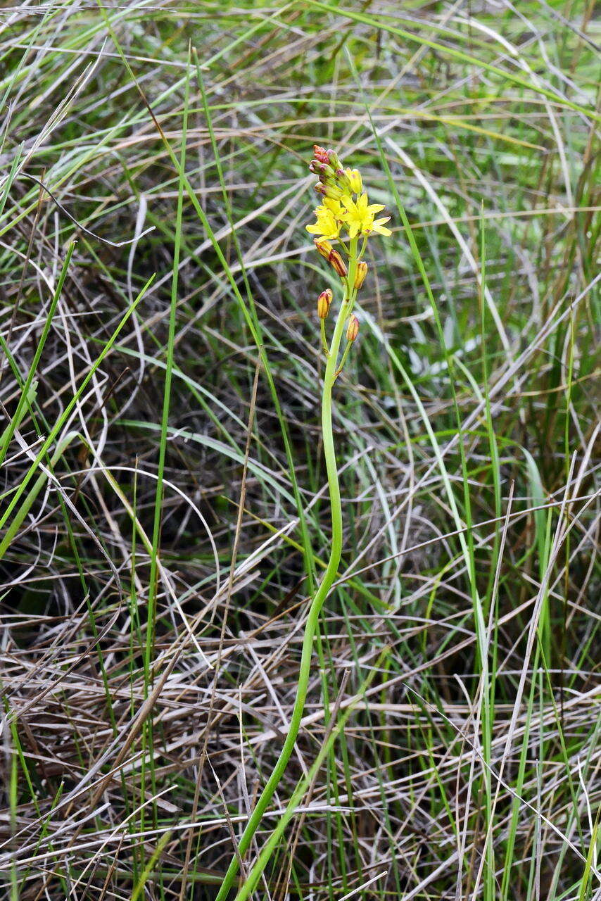 Слика од Eriospermum mackenii subsp. mackenii