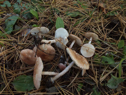 Image of Lepiota subincarnata J. E. Lange 1940