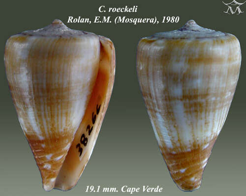 Image of Conus roeckeli Rolán 1980