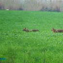 Image of Common jackal