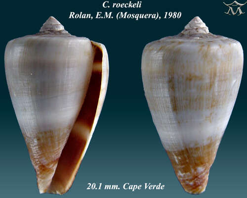 Image of Conus roeckeli Rolán 1980