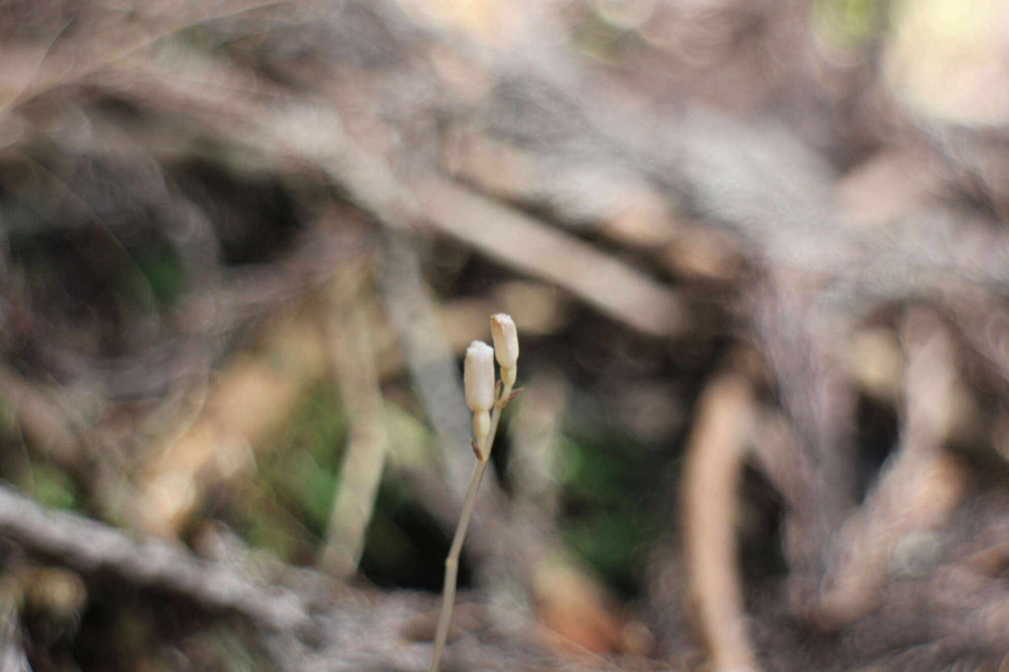 Image of Gastrodia peichatieniana S. S. Ying