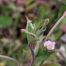 Image of Epilobium lanceolatum Sebastiani & Mauri