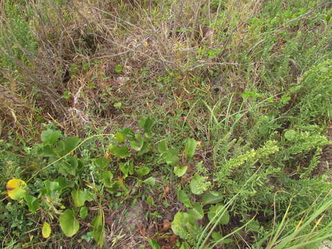 صورة Microstachys corniculata (Vahl) A. Juss. ex Griseb.