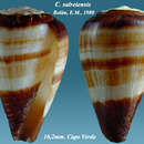 Image of Conus salreiensis