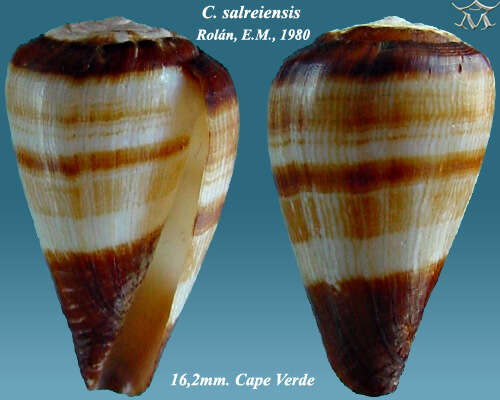 Image of Conus salreiensis