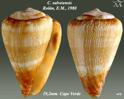 Image of Conus salreiensis