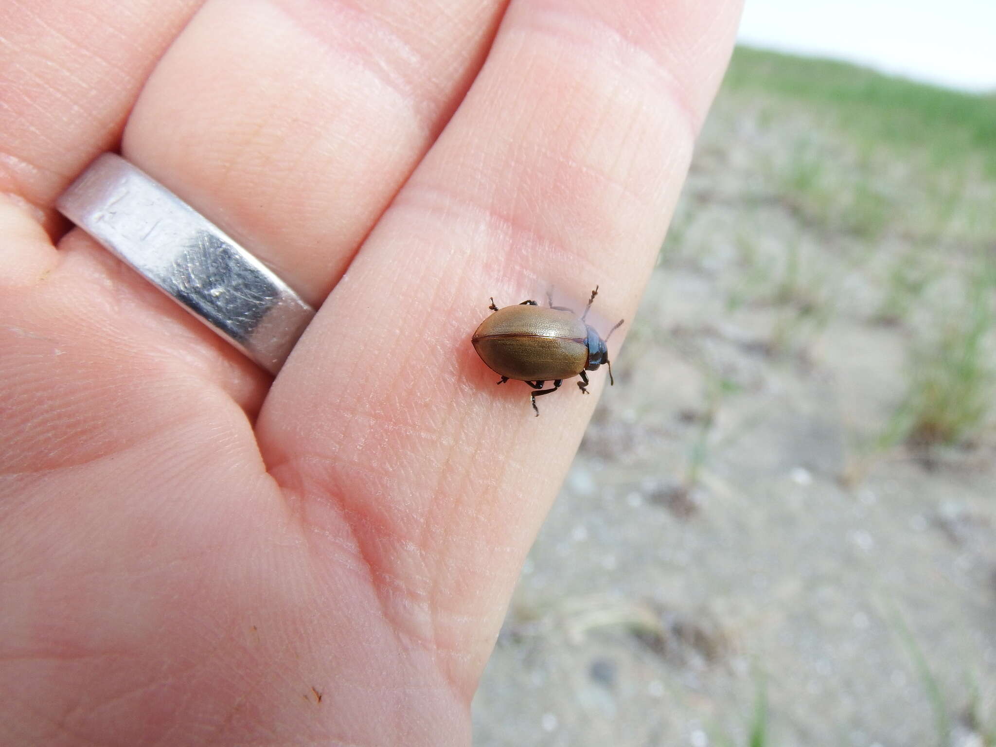 Image of Leaf beetle