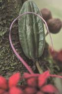 Image of Herrania mariae (C. Mart.) Decaisne ex Goudot