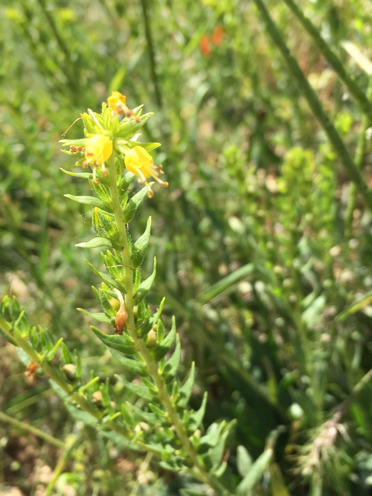 Image of Moltkia aurea Boiss.