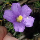 Image de Scaevola phlebopetala F. Müll.