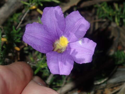 Image of Scaevola phlebopetala F. Müll.