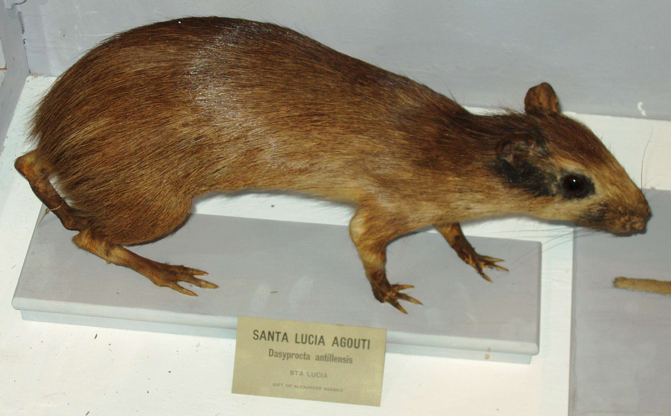 Image of Brazilian Agouti