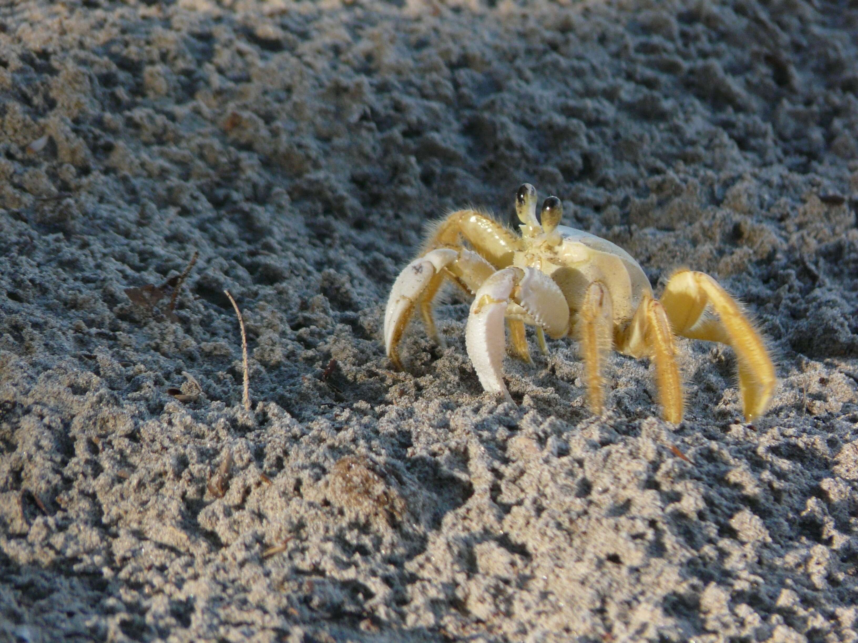 Image of Atlantic Ghost Crab