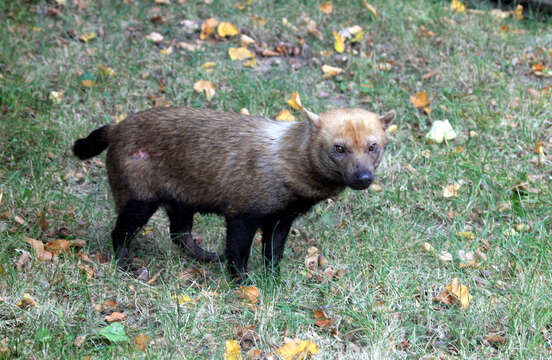 Image of bush dog