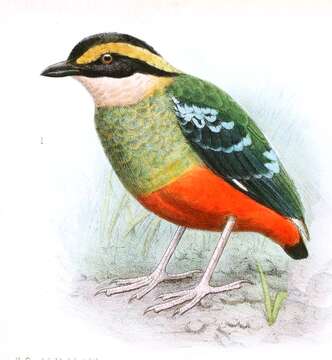 Image of Green-breasted Pitta