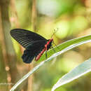 Atrophaneura varuna (White 1842) resmi