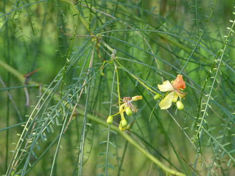 Image of Jerusalem thorn