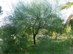 Image of Jerusalem thorn